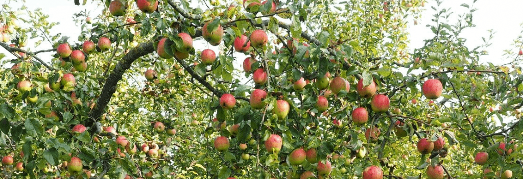 apples