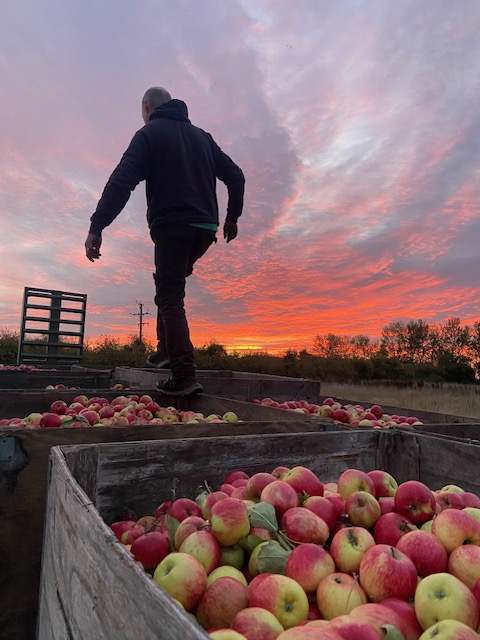 Apples